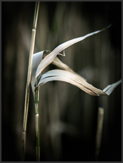 riet-1