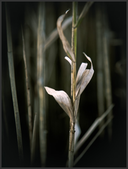 riet-2