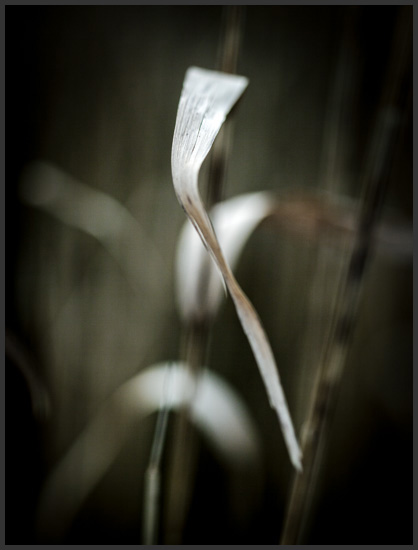 riet-3