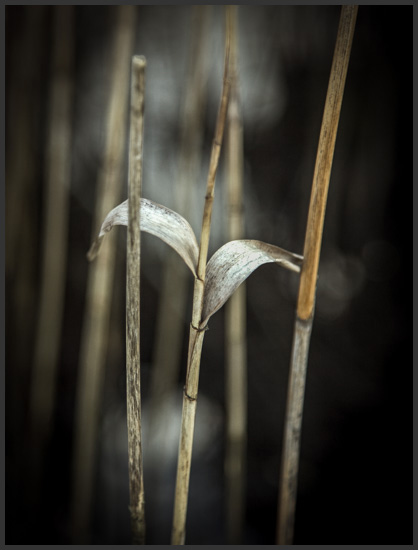 riet-4